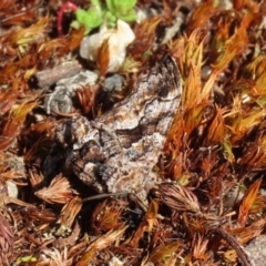 Gastrina cristaria at Paddys River, ACT - 31 Aug 2020