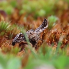 Gastrina cristaria at Paddys River, ACT - 31 Aug 2020