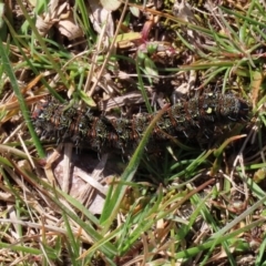 Apina callisto (Pasture Day Moth) at Paddys River, ACT - 31 Aug 2020 by RodDeb