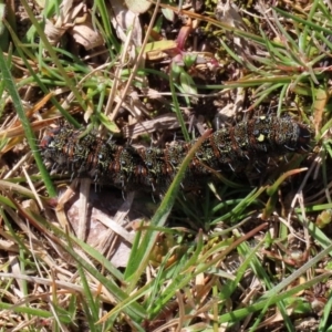 Apina callisto at Paddys River, ACT - 31 Aug 2020 12:37 PM