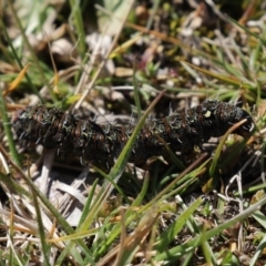 Apina callisto at Paddys River, ACT - 31 Aug 2020