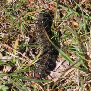 Apina callisto at Paddys River, ACT - 31 Aug 2020 12:37 PM