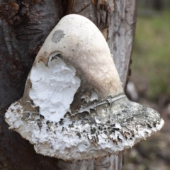 Laetiporus portentosus (White Punk) at Black Mountain - 2 Sep 2020 by ConBoekel