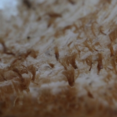 Laetiporus portentosus at Acton, ACT - 2 Sep 2020