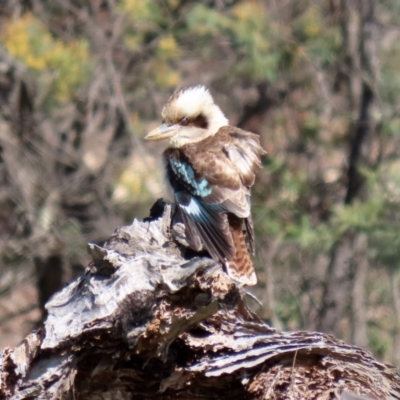 Dacelo novaeguineae (Laughing Kookaburra) at Paddys River, ACT - 31 Aug 2020 by RodDeb