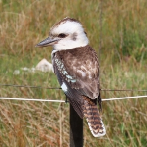 Dacelo novaeguineae at Paddys River, ACT - 31 Aug 2020