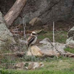 Dacelo novaeguineae at Paddys River, ACT - 31 Aug 2020