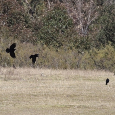 Corvus mellori (Little Raven) at Tidbinbilla Nature Reserve - 31 Aug 2020 by RodDeb