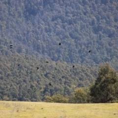 Corvus mellori at Paddys River, ACT - 31 Aug 2020 12:24 PM