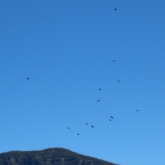 Corvus mellori at Paddys River, ACT - 31 Aug 2020