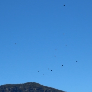 Corvus mellori at Paddys River, ACT - 31 Aug 2020