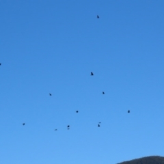 Corvus mellori at Paddys River, ACT - 31 Aug 2020