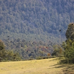 Corvus mellori at Paddys River, ACT - 31 Aug 2020