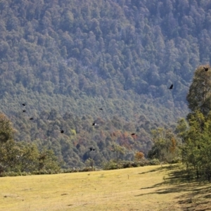 Corvus mellori at Paddys River, ACT - 31 Aug 2020 12:24 PM