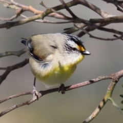 Pardalotus striatus (Striated Pardalote) at Kambah, ACT - 31 Aug 2020 by RodDeb