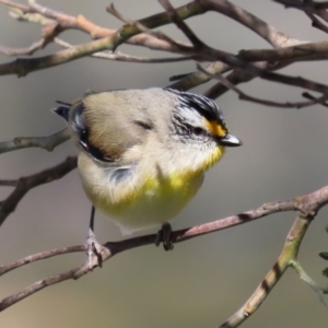 Pardalotus striatus at Kambah, ACT - 31 Aug 2020 10:48 AM