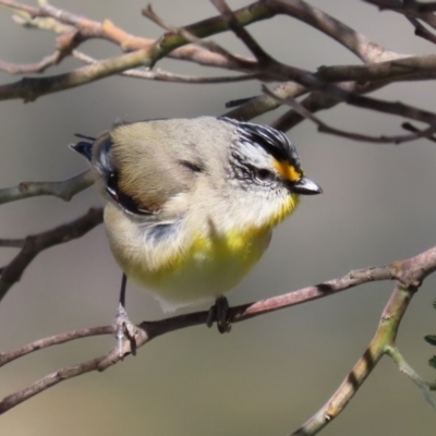 Pardalotus striatus (Striated Pardalote) at Kambah, ACT - 31 Aug 2020 by RodDeb