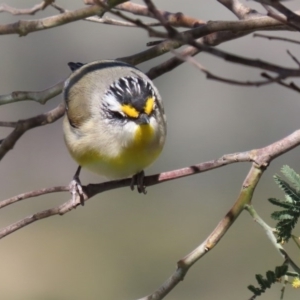 Pardalotus striatus at Kambah, ACT - 31 Aug 2020 10:48 AM