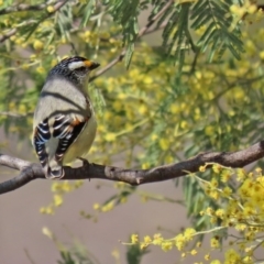 Pardalotus striatus at Kambah, ACT - 31 Aug 2020 10:48 AM