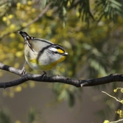 Pardalotus striatus at Kambah, ACT - 31 Aug 2020 10:48 AM