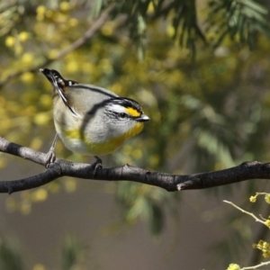 Pardalotus striatus at Kambah, ACT - 31 Aug 2020 10:48 AM