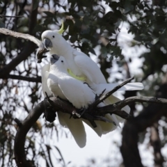 Cacatua galerita (Sulphur-crested Cockatoo) at Tidbinbilla Nature Reserve - 31 Aug 2020 by RodDeb