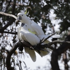 Cacatua galerita (Sulphur-crested Cockatoo) at Kambah, ACT - 31 Aug 2020 by RodDeb