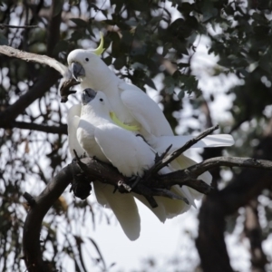 Cacatua galerita at Kambah, ACT - 31 Aug 2020