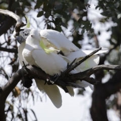 Cacatua galerita at Kambah, ACT - 31 Aug 2020