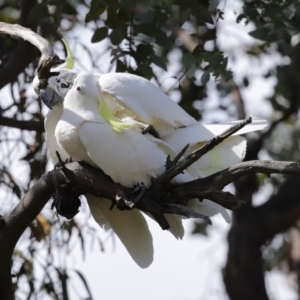 Cacatua galerita at Kambah, ACT - 31 Aug 2020 01:57 PM