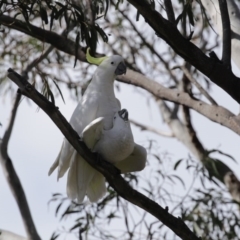 Cacatua galerita at Kambah, ACT - 31 Aug 2020