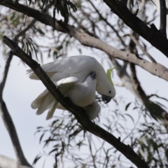 Cacatua galerita at Kambah, ACT - 31 Aug 2020