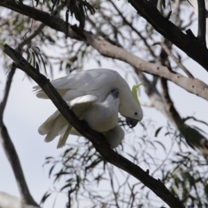 Cacatua galerita at Kambah, ACT - 31 Aug 2020 01:57 PM