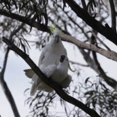 Cacatua galerita at Kambah, ACT - 31 Aug 2020