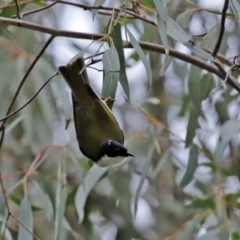 Melithreptus lunatus (White-naped Honeyeater) at Paddys River, ACT - 31 Aug 2020 by RodDeb