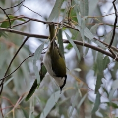 Melithreptus lunatus at Paddys River, ACT - 31 Aug 2020