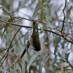 Melithreptus lunatus at Paddys River, ACT - 31 Aug 2020