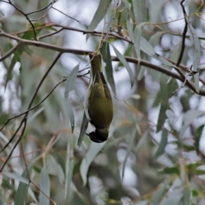 Melithreptus lunatus at Paddys River, ACT - 31 Aug 2020