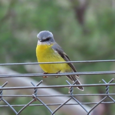 Eopsaltria australis (Eastern Yellow Robin) at Tidbinbilla Nature Reserve - 31 Aug 2020 by RodDeb