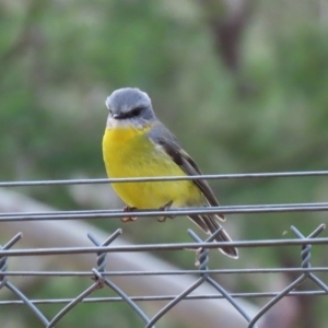 Eopsaltria australis at Paddys River, ACT - 31 Aug 2020