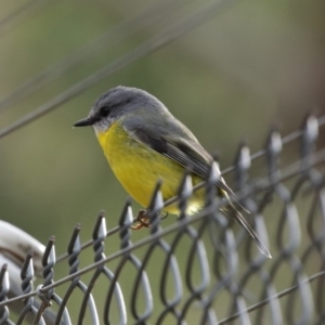 Eopsaltria australis at Paddys River, ACT - 31 Aug 2020