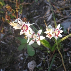 Wurmbea dioica subsp. dioica at Cook, ACT - 2 Sep 2020