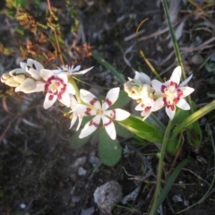 Wurmbea dioica subsp. dioica at Cook, ACT - 2 Sep 2020