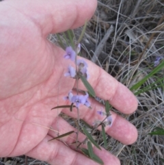 Hovea heterophylla (Common Hovea) at Aranda, ACT - 2 Sep 2020 by dwise