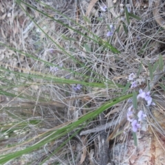 Hovea heterophylla at Aranda, ACT - 2 Sep 2020