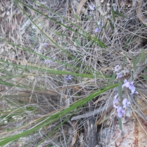 Hovea heterophylla at Aranda, ACT - 2 Sep 2020