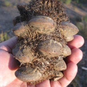 Banksia serrata at Aranda, ACT - 2 Sep 2020