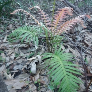 Blechnum cartilagineum at Bawley Point, NSW - 2 Sep 2020