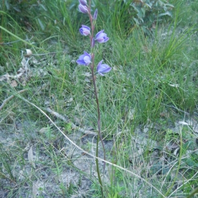 Thelymitra ixioides (Dotted Sun Orchid) at Meroo National Park - 2 Sep 2020 by GLemann
