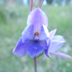 Thelymitra ixioides at Bawley Point, NSW - suppressed